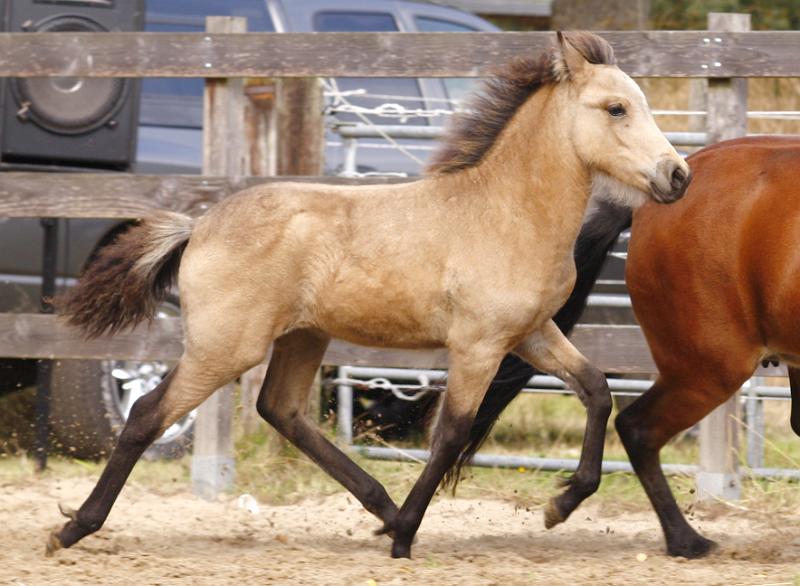 Diva von Heidmoor d.jpg